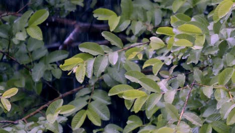 branches bow, their burdens caught, streams of light and water plot