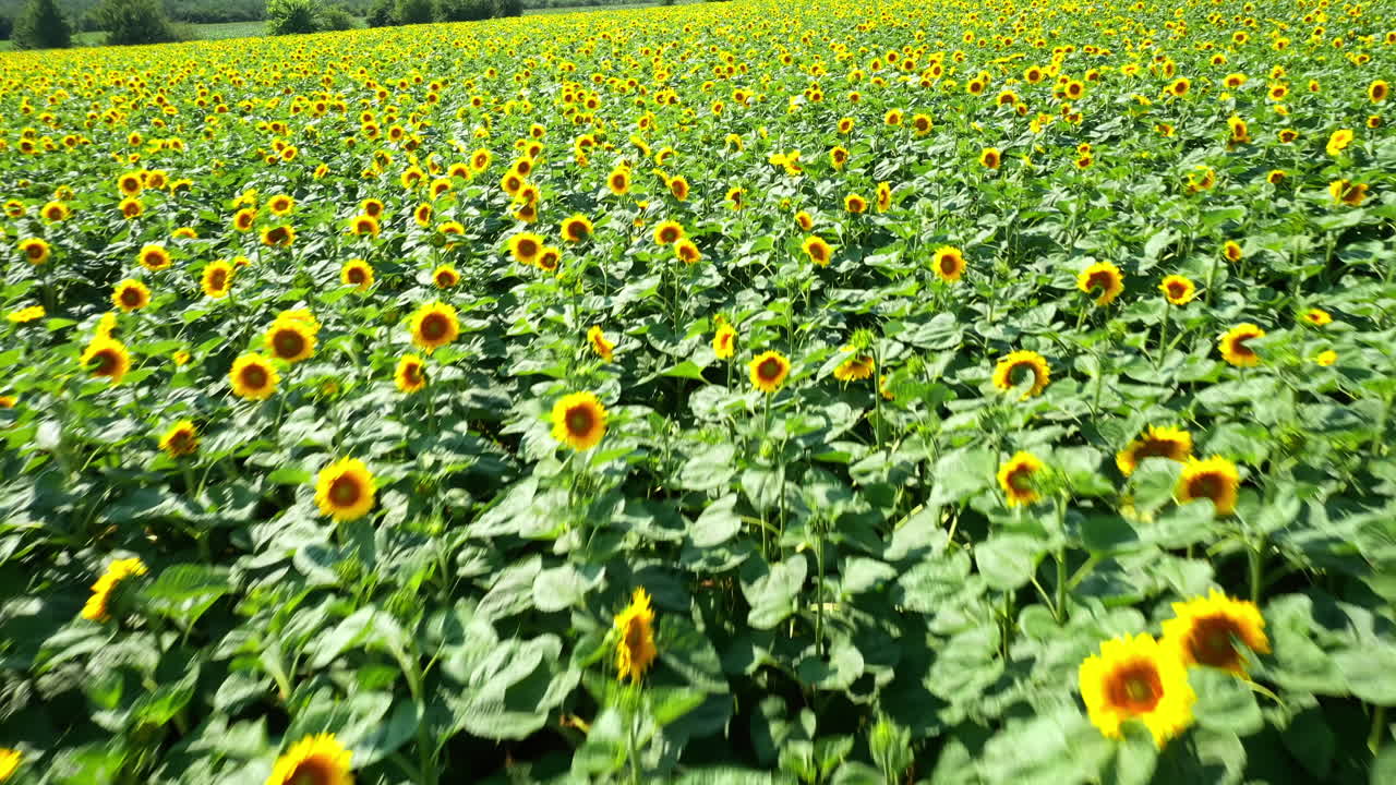 Sunflowers flowering in summer. Agriculture field with blooming yellow flowers. Slow flight over beautiful sunflowers field at bright day.