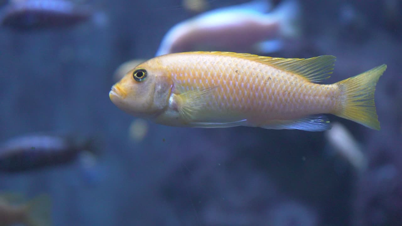 과달라하라 동물원, 할리스코, 멕시코의 4k 담수 수족관