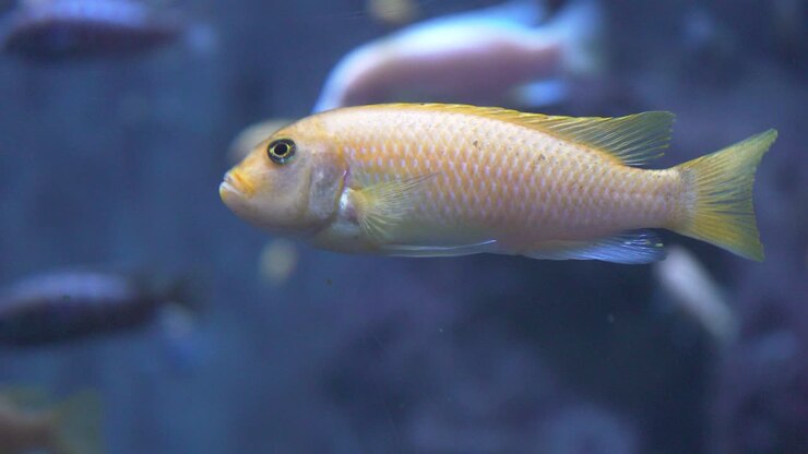 4k freshwater aquarium of the Guadalajara zoo, Jalisco, Mexico