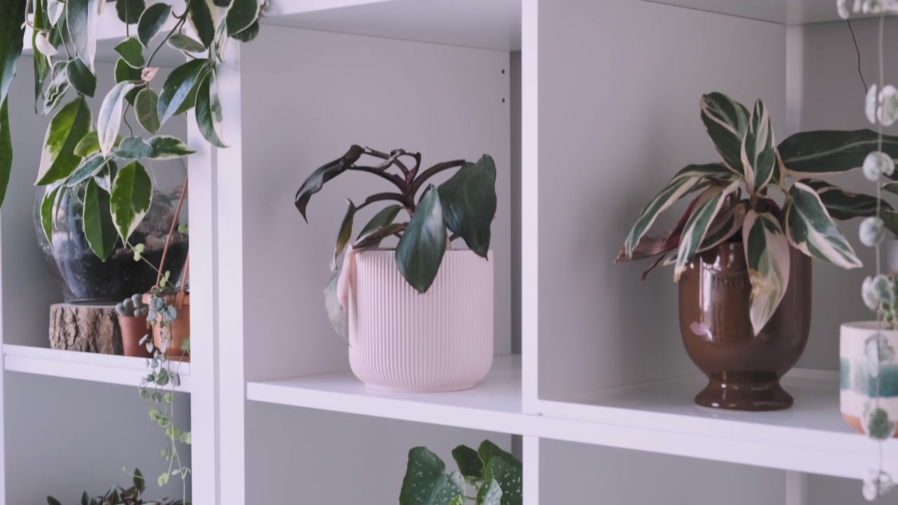 Tilt down shot of a stylish modern day relaxing interior plant decor