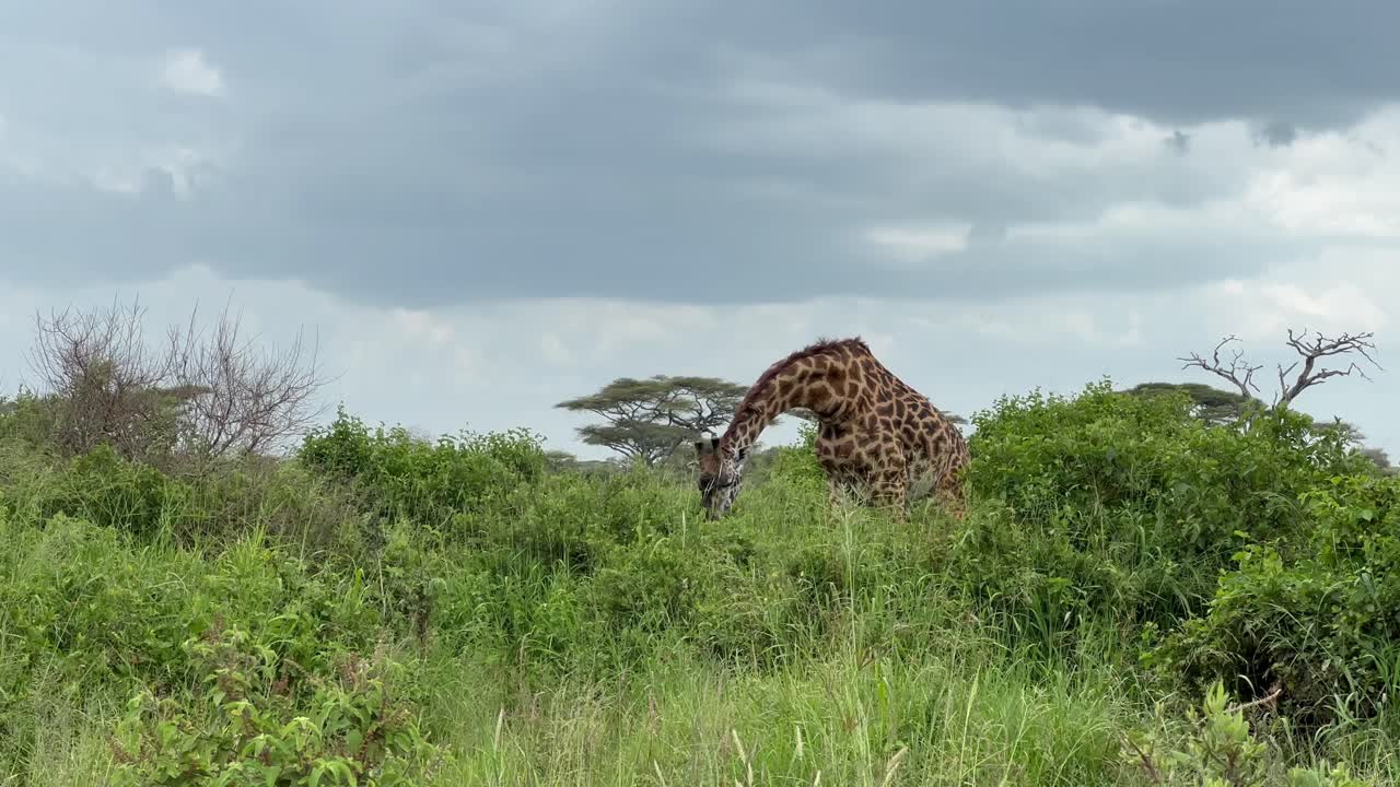 Masai giraffe (Giraffa tippelskirchi) eating fresh leaves of the bush in Serengeti National Park, Tanzania.