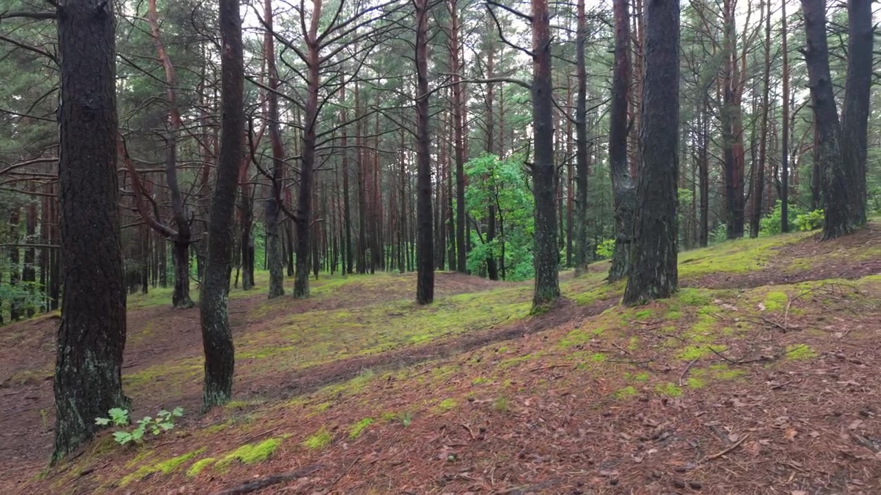Inquadratura grandangolare serena scorre attraverso una tranquilla pineta con terreno coperto di muschio, luce naturale soffusa che filtra tra i rami degli alberi, creando una scena naturale tranquilla e incontaminata.