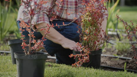 Hands-of-a-female-gardener-planting-flowers-in-her-garden