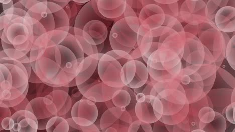 pink red burgundy gray seamless rising bubbles floating and slow moving loop particle bubble animation black background.