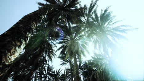 Underside-of-the-coconuts-tree-with-clear-sky-and-shiny-sun