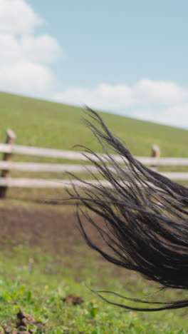 young bay stallion runs along wet dirt with grass at paddock on hill slow motion. healthy active equine animal enjoys freedom on picturesque pasture