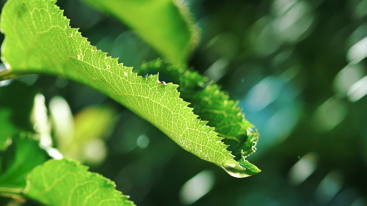 Watering the green grass. Sparkling water spraying out of sprinkler on the green lawn. Summer gardening. Slow motion
