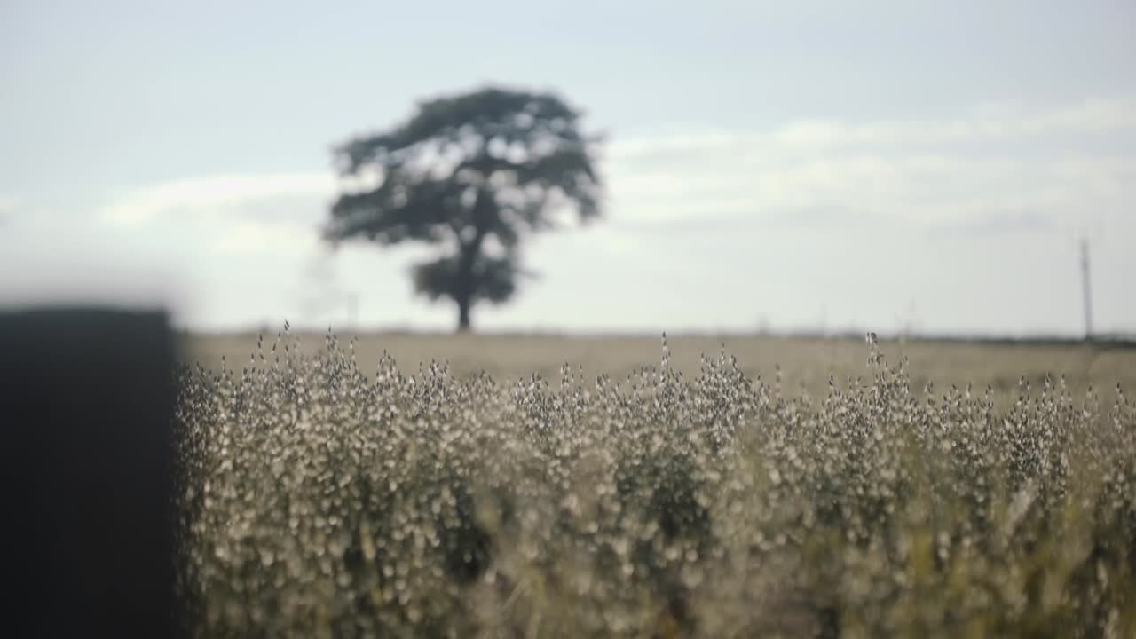 campo de verano de ensueño en gran bretaña