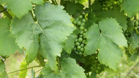 vineyard. unripe green grapes in the countryside