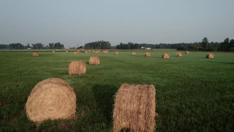 farming haystacks or hay roll bales in french summer sun, aerial drone