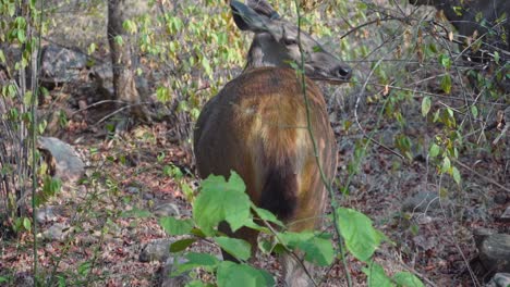 backside of the young sambar deer in ranthambore national park in india