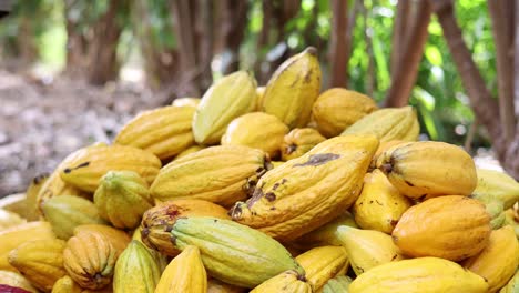 Cosecha-De-Vainas-De-Cacao-Orgánico-Fresco-En-Hawaii