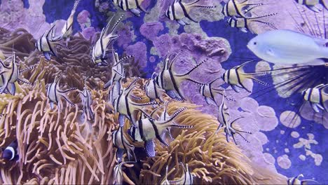 beautiful-colored-fish-swarm-between-anemones-and-with-many-other-beautiful-fish-of-the-underwater-world