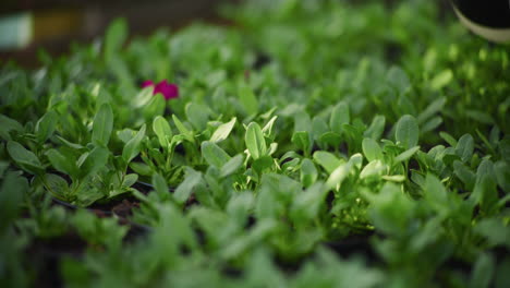 macro close-up of sprayer watering flower seedlings
