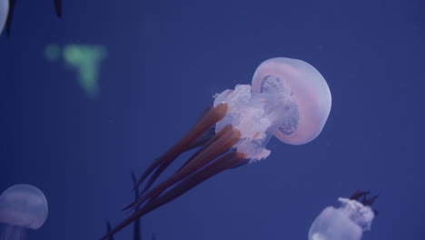 jellyfish in underwater environment