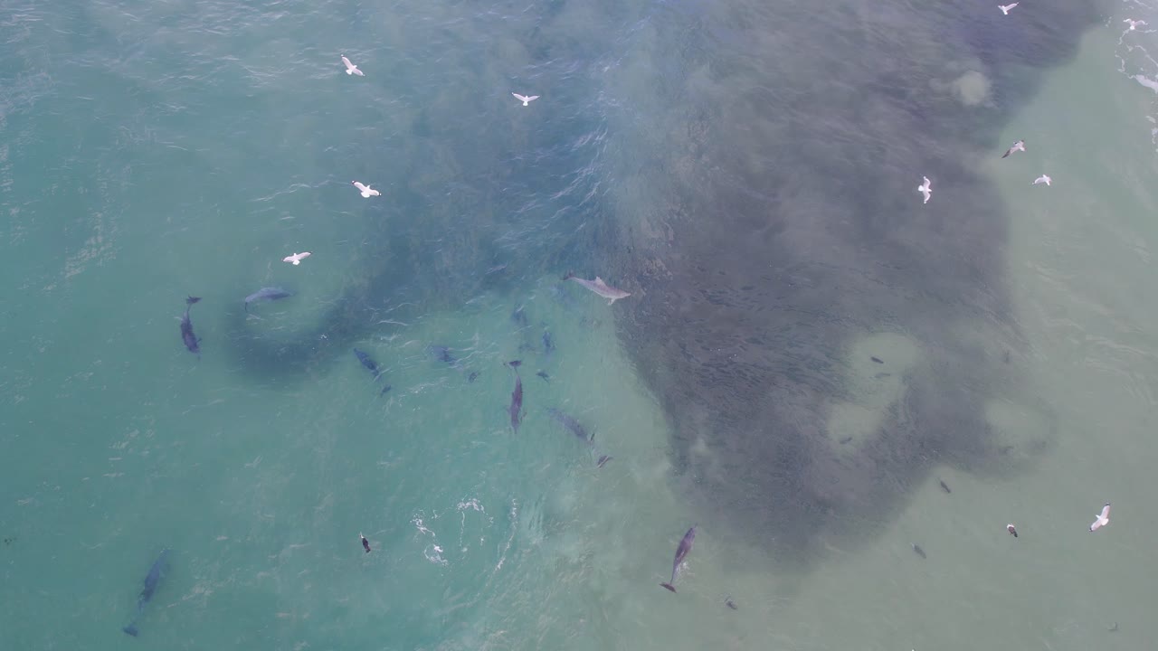 부러진 머리 에서 물고기 를 사냥 하는 바구니 코 돌고래 nsw - 바이론 지역 - 오스트레일리아