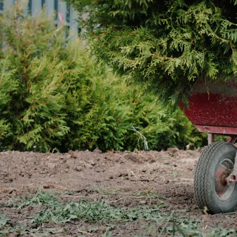 a trolley with saplings near a fence and hedge 2