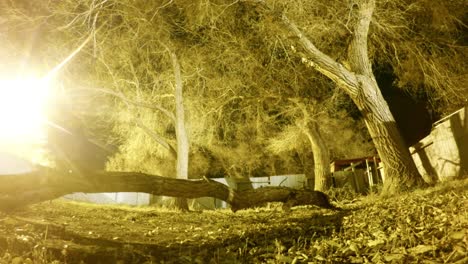 Lapso-De-Noche---Rama-De-árbol-Gigante-En-Medio-Del-Patio-Rodeada-Por-Una-Valla-Y-árboles-Bien-Un-Perro-Corre-Alrededor