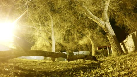 night lapse - giant tree branch in the middle of the yard surrounded by a fence and trees well a dog runs around