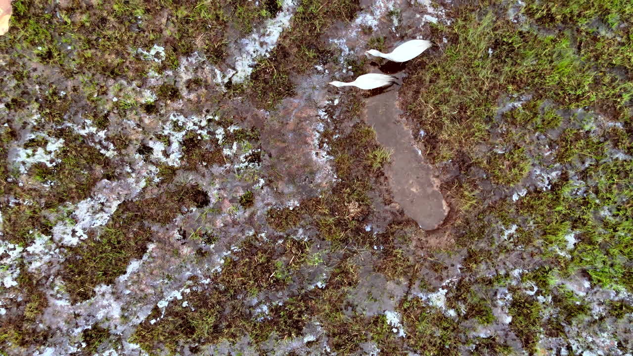 Pair of endangered blue cranes foraging in wetland, top down aerial