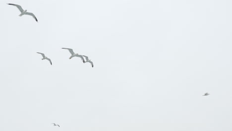Ein-Schwarm-Möwen-Fliegt-Vor-Dem-Hintergrund-Des-Milchhimmels