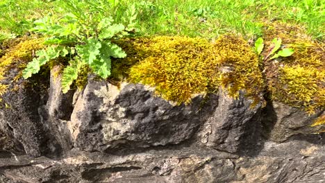 mossy rocks with greenery in glasgow, scotland