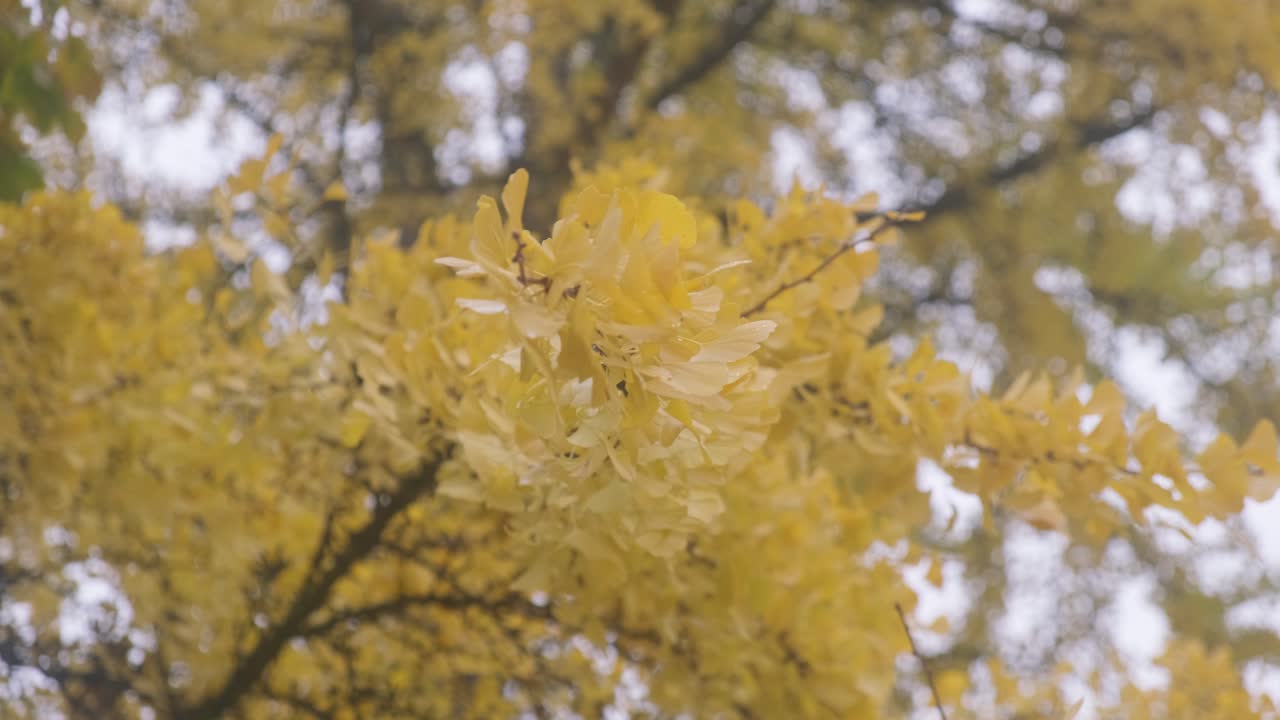 primer plano de las hojas en el árbol en la temporada de otoño en bruselas