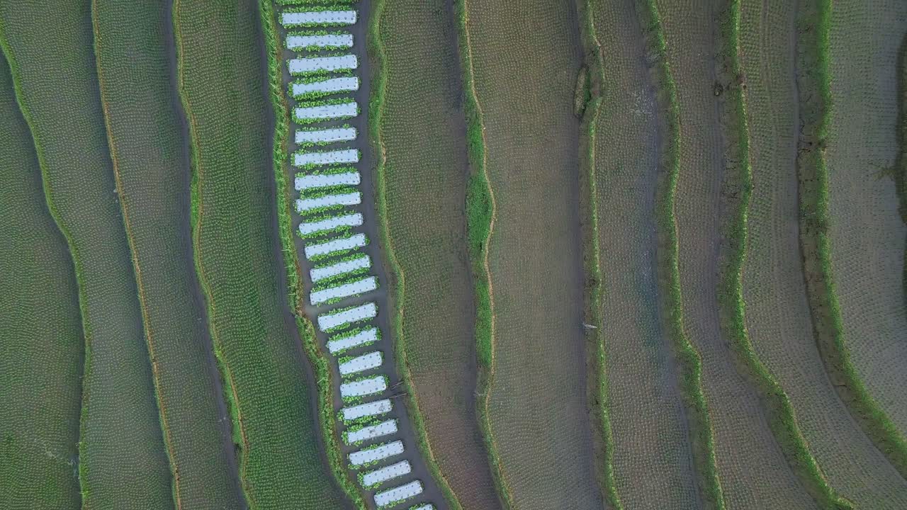 toma aérea de campos de arroz inundados con agua y lluvia