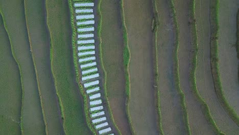 toma aérea de campos de arroz inundados con agua y lluvia