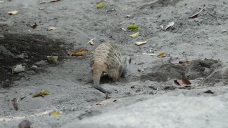 meerkat roaming across sandy ground in natural habitat