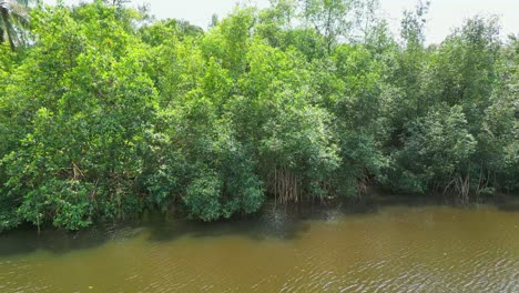 aerial view from estuary of the river malanza, south of the island of são tomé, is the largest reserve of mangroves of the archipelago