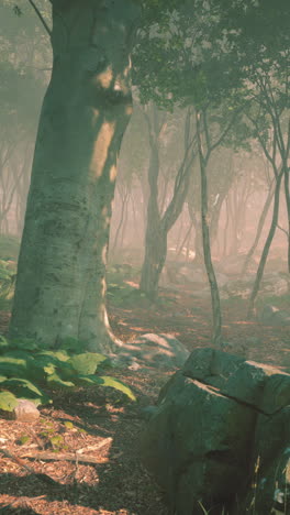 camino del bosque de niebla