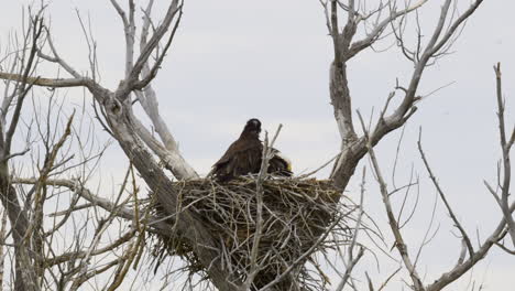 bald eagle  cleaning the nest with two chicks