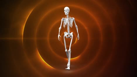 animation of human skeleton over orange circles