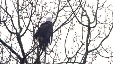 águila-Calva-Ventilando-Las-Plumas,-Sacudiendo-La-Cabeza-Y-Mirando-A-Su-Alrededor-En-Squamish