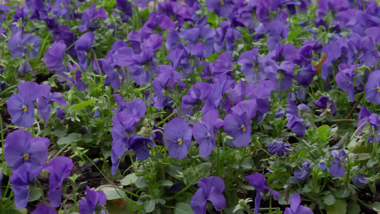 Panoramica su un campo di fiori viola.