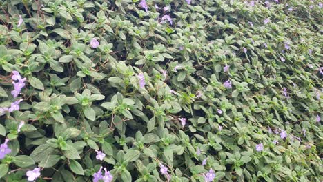 las hermosas flores y camas de hierba de cameron highlands, malasia.