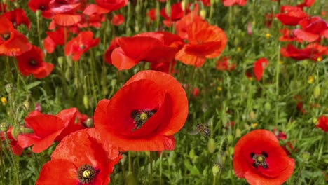 bee-flying-in-wild-flowers-poppies-in-slow-motion-spring
