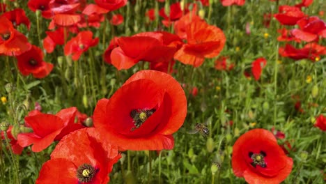 bee flying in wild flowers poppies in slow motion spring