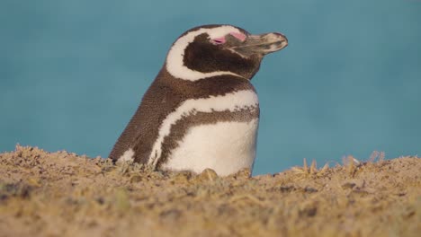 bonito pingüino magallánico relajándose y descansando en el borde del acantilado, encendiéndose a la luz del sol