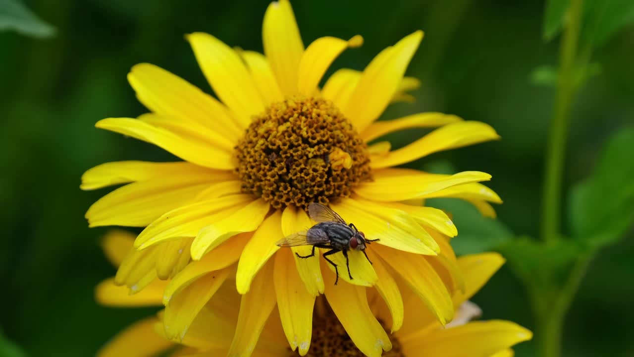 Mosca nera e grassa con occhi rossi posata su un fiore giallo brillante mentre il fiore si muove delicatamente nel vento.