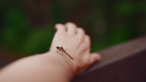 cute dragonfly flies up from man arm in summer morning