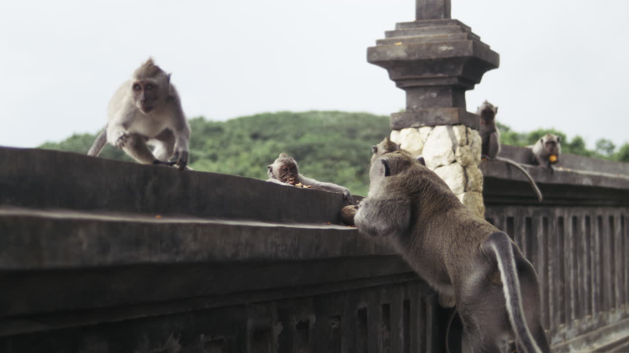 インドネシアの装飾された寺院の建造物に止まる猿、スローモーション。
