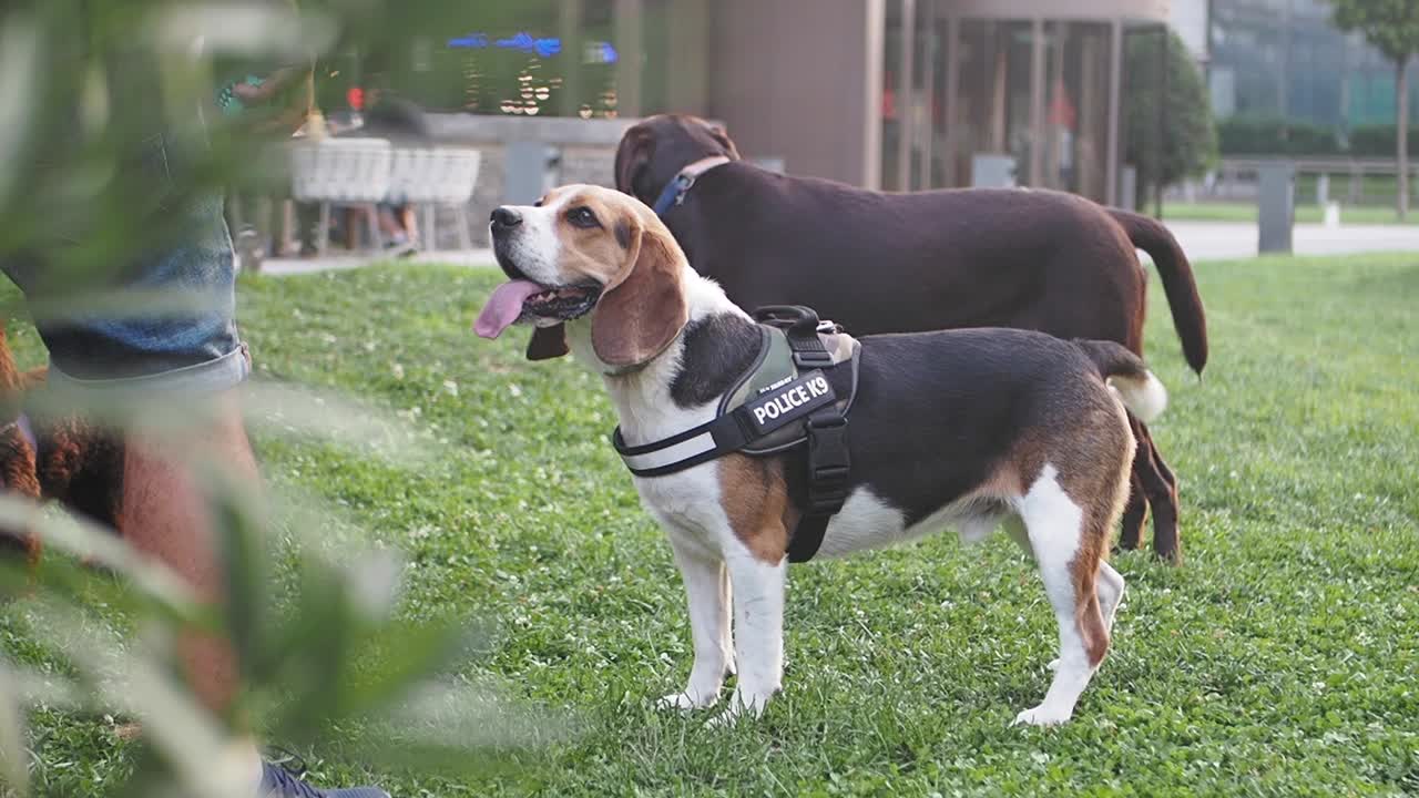 Beagle Police Dog in Park
