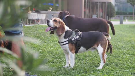 beagle police dog in park