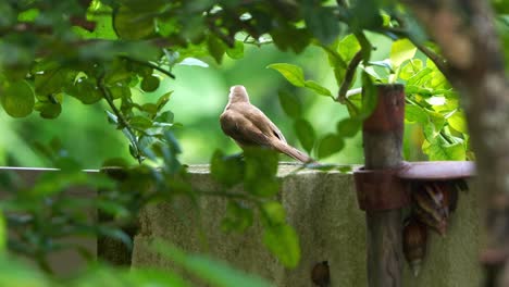 yellow-vented bulbul perched on fence wall in the backyard, surrounded by green foliages, wondering around the surroundings, close up shot