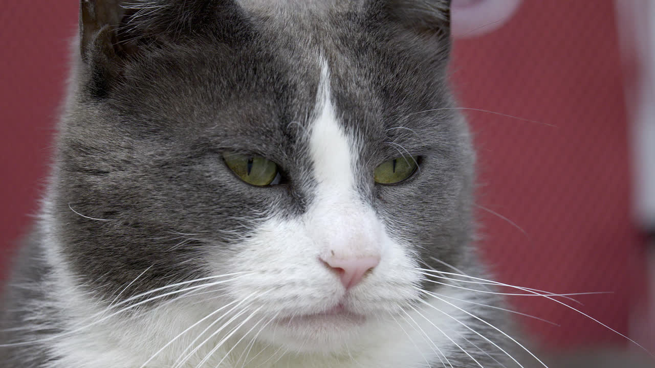 회색과  ⁇ 색의 고양이의 클로즈업