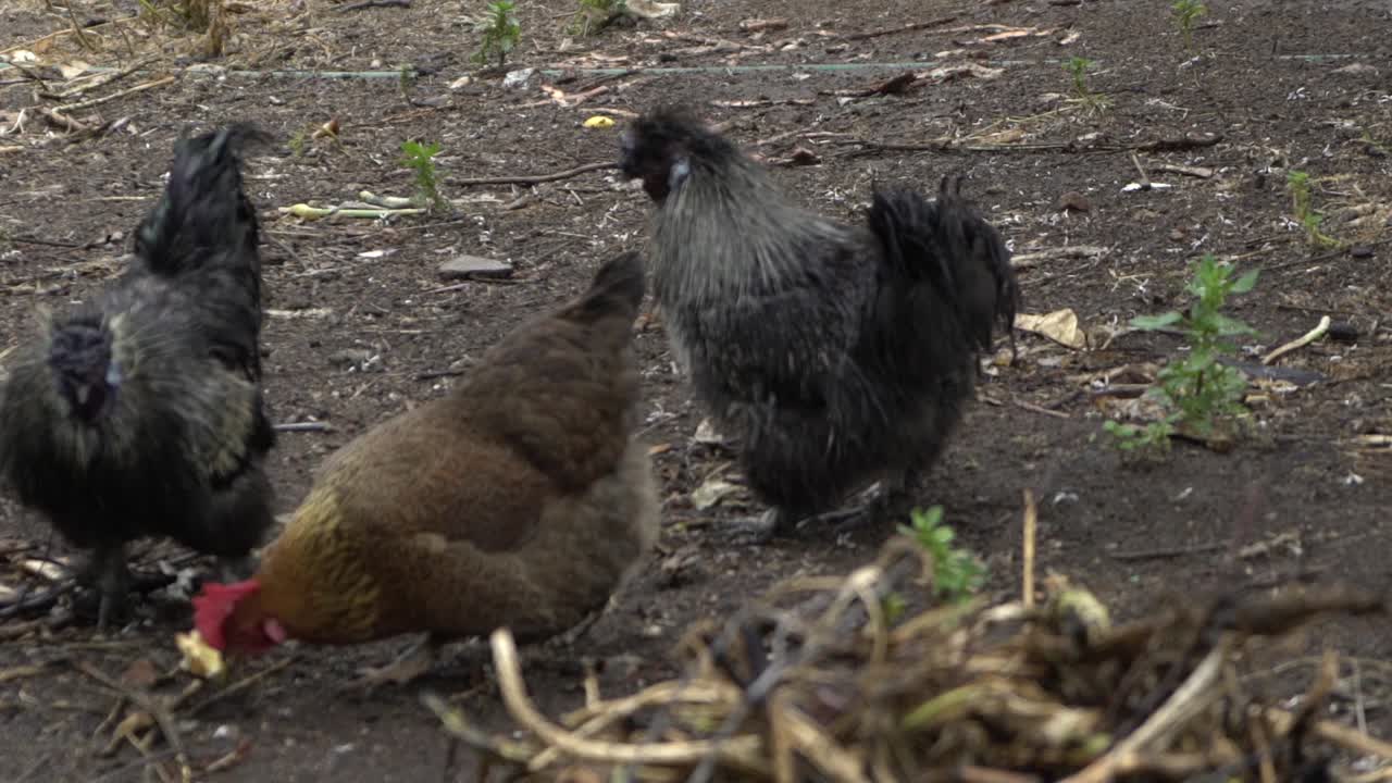 en la vida silvestre natural de la granja abierta pollos y gallinas saludables en el patio trasero comiendo manzana