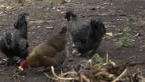 On-natural-open-farm-wildlife-healthy-backyard-chicken-and-hens-eating-apple